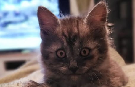 Trop « banal », ce chaton gris ne trouvait pas de famille : après son adoption, il change de couleur