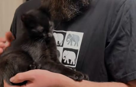 Un chaton noir