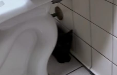 A black kitten hiding behind a toilet