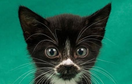 Un chaton noir et blanc