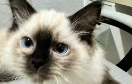 Gatito ragdoll