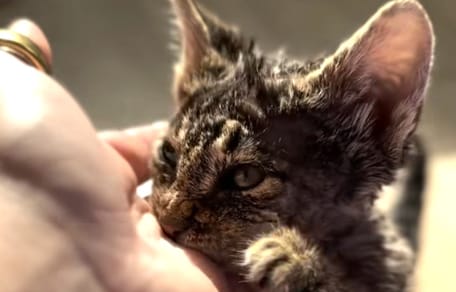 Een met-verf-besmeurde kitten