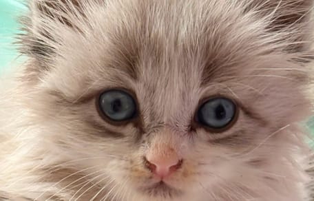 un chaton retrouvé dans une poubelle
