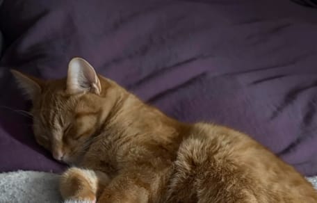 Un chaton roux en train de dormir sur une couverture