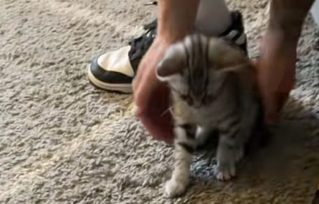 Un chaton tigré