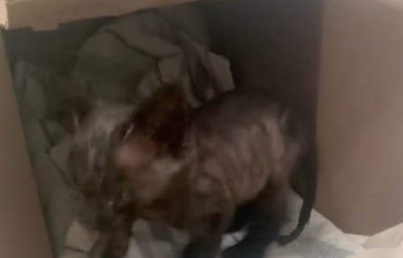 Un chaton très maigre