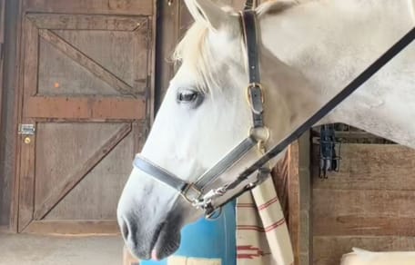 A white horse