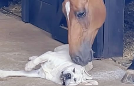 Ein Pferd schmust mit einem Labrador