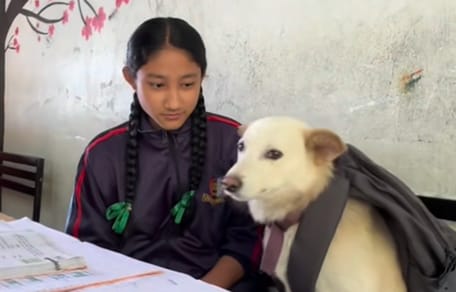 Ein Hund in der Schule