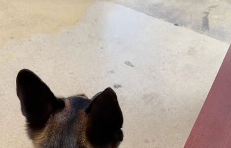 Un chien à la clinique