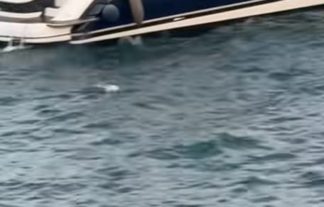 Un chien à la mer