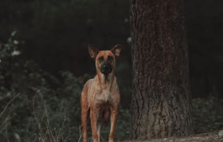 Un chien à un arbre