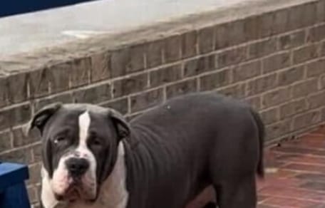 Un chien abandonné