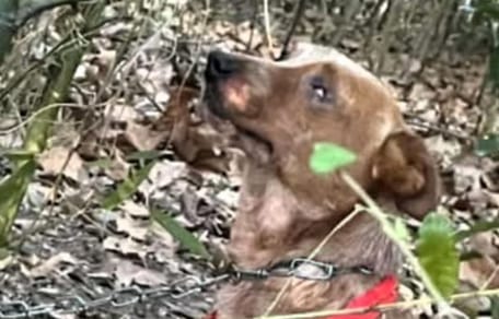 Un cane abbandonato nei boschi