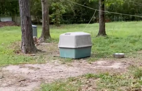 Un chien abandonné dans sa niche