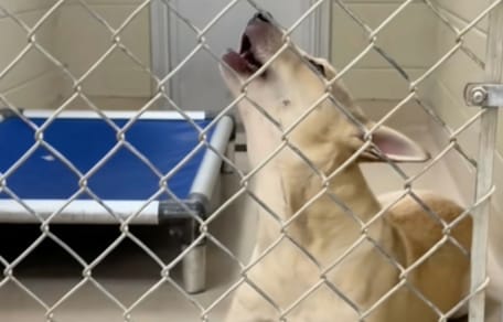 Un chien abandonné dans un refuge