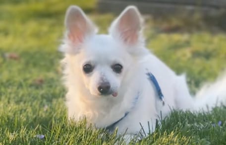 Un cane abbandonato per essere soppresso