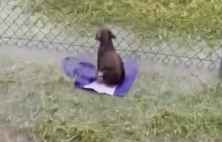 An abandoned dog in the rain