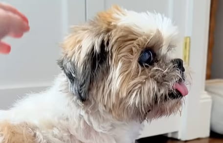 Un chien âgé