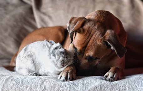 Un chien allongé à côté d'un lapin