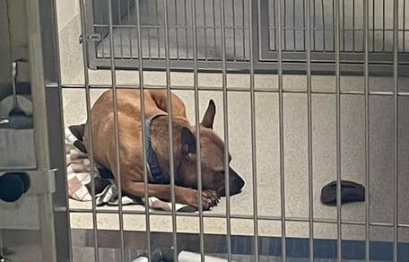 A dog lying in his kennel at a rescue centre