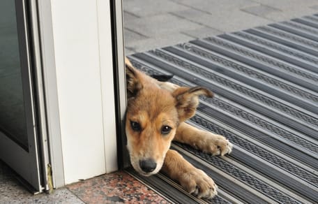 Un chien allongé près d'une porte