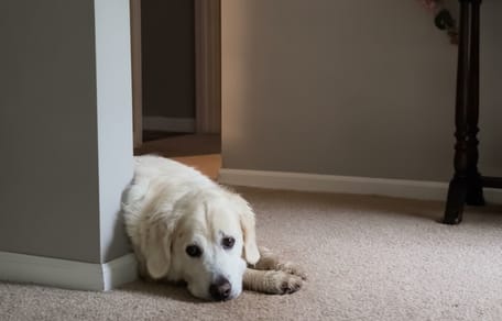 Ein Hund liegt auf dem Teppich in seinem Zuhause.