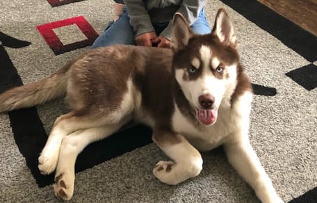 Ein Hund, der auf einem Teppich liegt