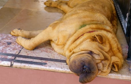 Un perro tumbado en la terraza de un bar