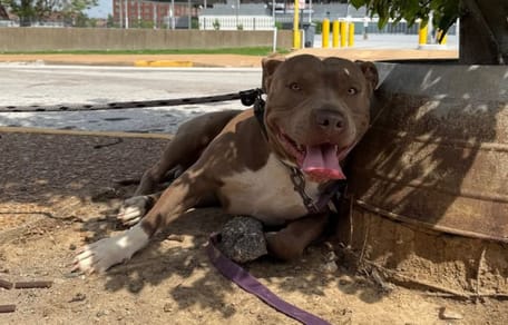 Un chien attaché à un pot de fleurs