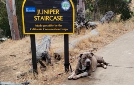 Un chien attaché à un poteau