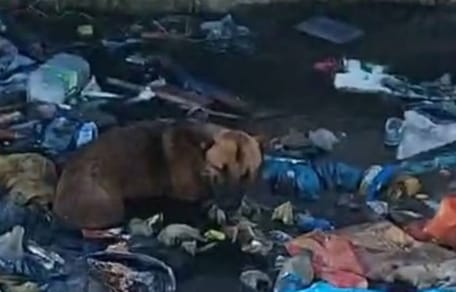 Un perro en medio de la basura