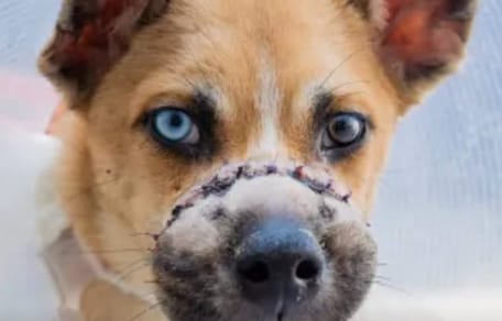 Ein Hund mit gefesselter Schnauze