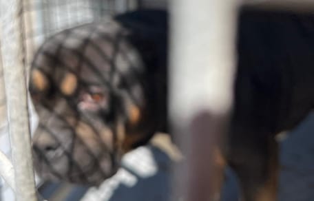 Un chien au regard triste qui a été abandonné