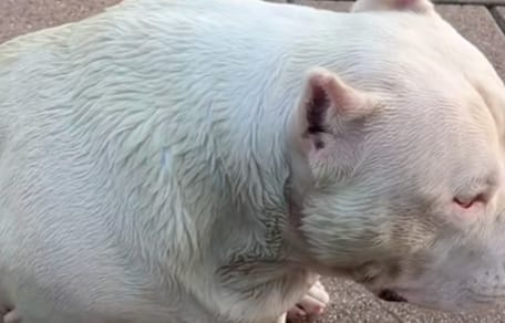 Un chien aux poils verts