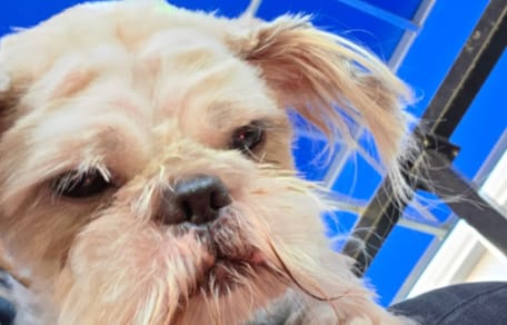 Un chien avec les poils emmêlés