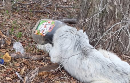 Een hond met een fles om zijn nek