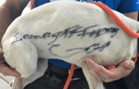 Pies z napisem na sierści