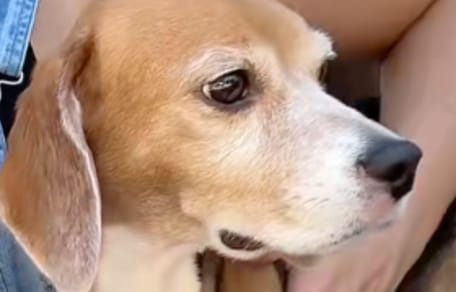 Ein Beagle-Hund