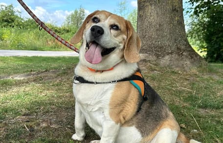 Un chien Beagle disponible à l'adoption