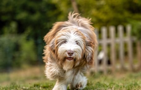 A Bearded Collie dog