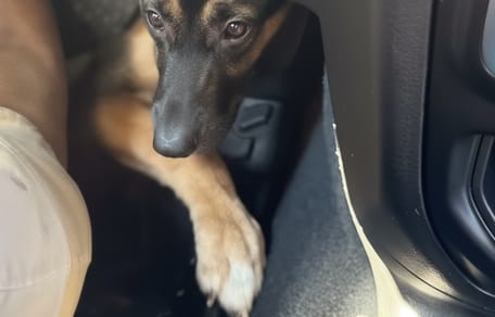 A German Shepherd dog in a car near the pedals