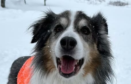 Ein Australian Shepherd im Schnee