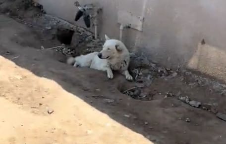 Reported as "aggressive" by neighbours, misunderstood dog has an adorable secret (video)
