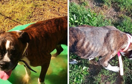 Un chien Boxer avant et après son adoption