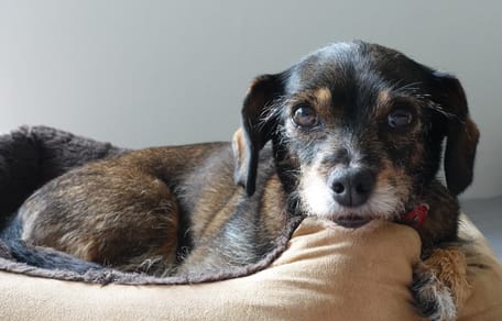 A calm dog in its bed