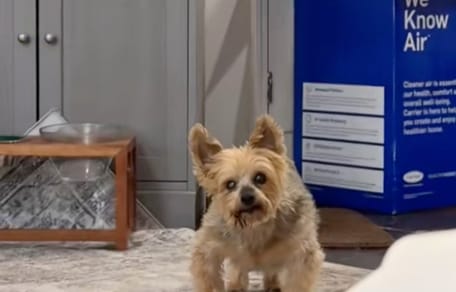 Un chien chez le vétérinaire