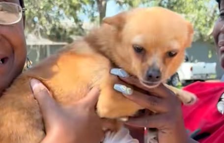 Een chihuahua