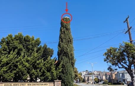 Un chien coincé au sommet d'un arbre