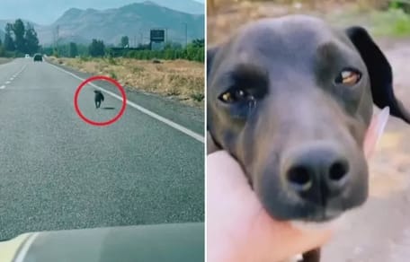 Un cane corre dietro all'auto dei proprietari